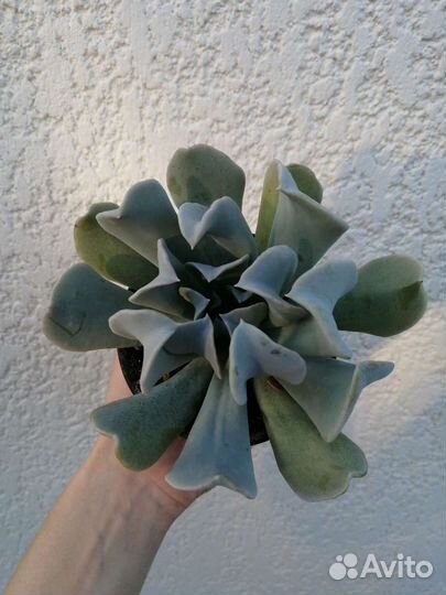 Суккуленты