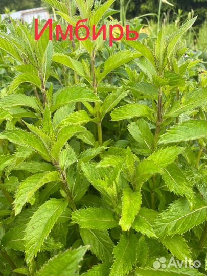 Коллекционная сортовая мята, 50 сортов