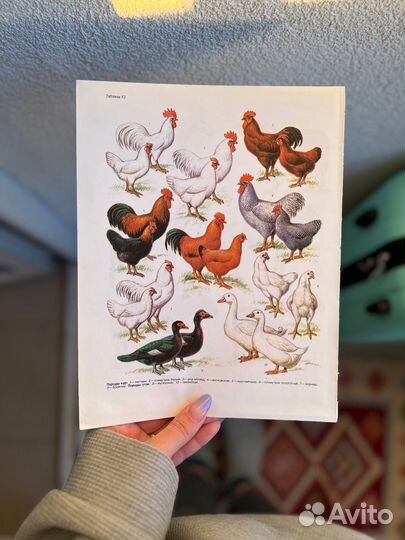 Анималистические иллюстрации