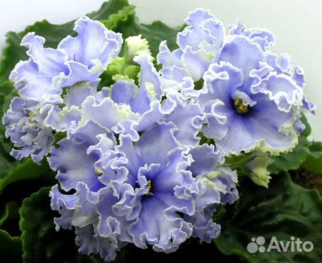 Фиалки коллекционные