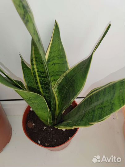 Муншайн+вайт сноу