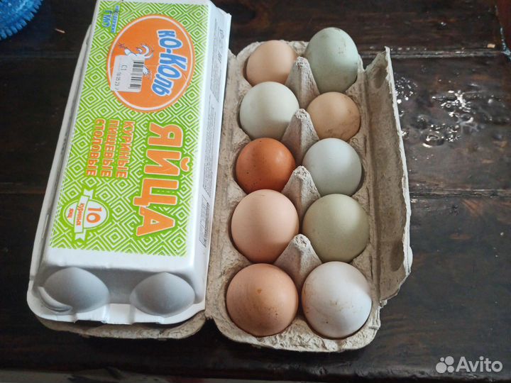 Домашние куриные яйца