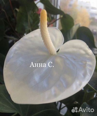 Антуриум Самора (Samora)