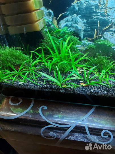 Растения для аквариума, креветка вишня