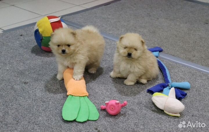 Пушистые комочки