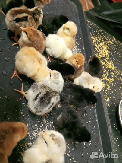 Цыплята