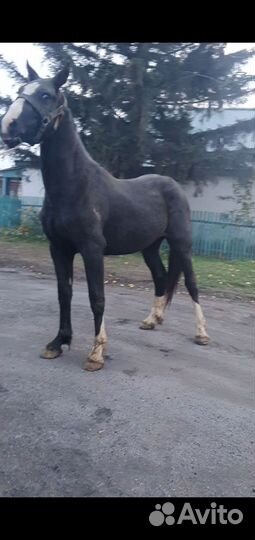 Жеребцы орловские