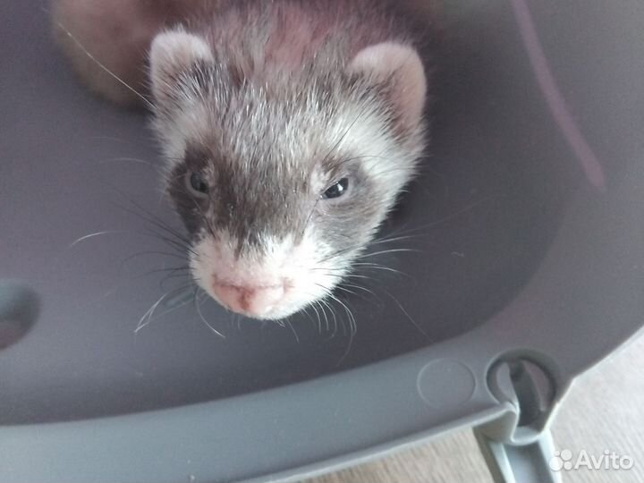 Домашний хорек