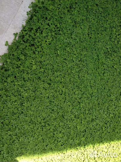 Микроклевер газон для ленивых