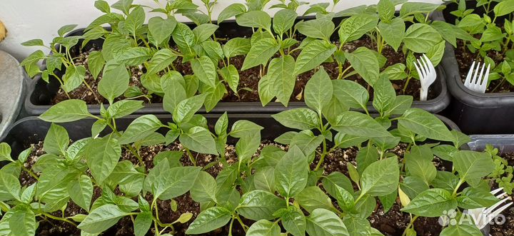 Рассада перца