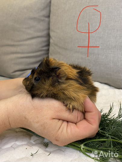 Морская свинка