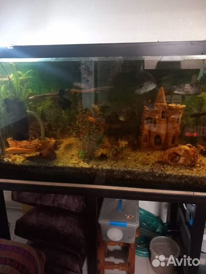 Аквариум с тумбой 1000 литров