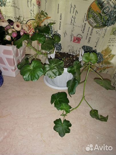 Пеларгония Royal purple red