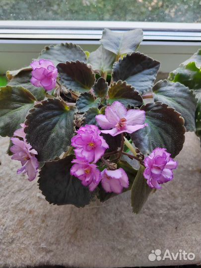 Фиалка (детки)