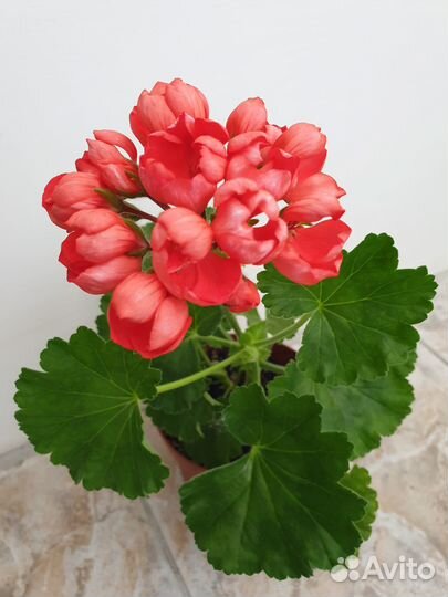Герань (пеларгония)