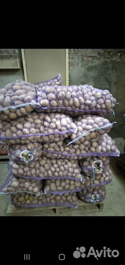 Картофель семенной