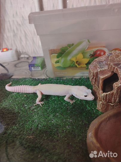 Продам эублефара