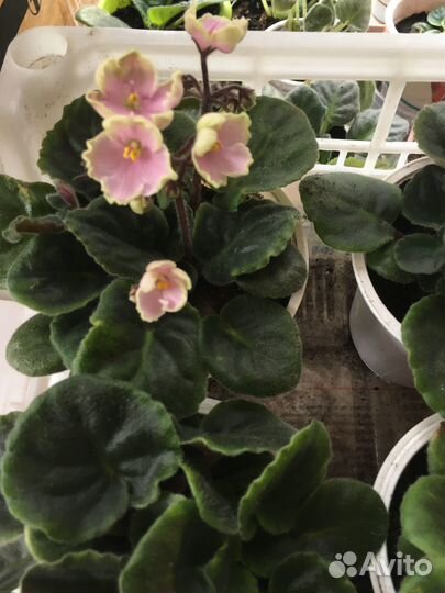 Фиалка сортовая