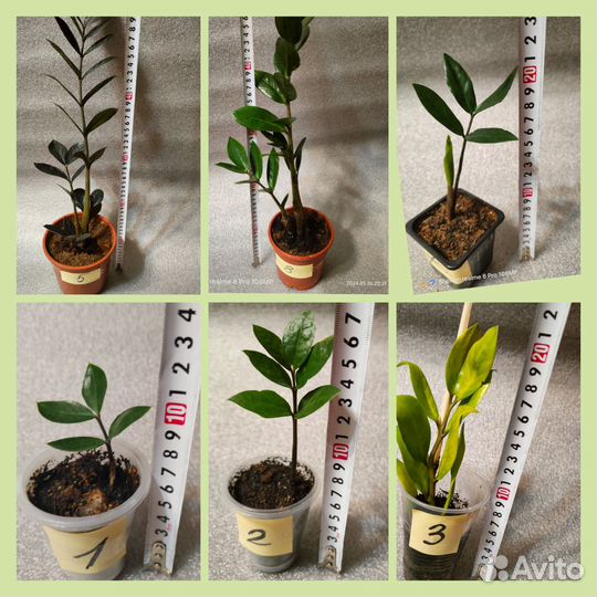 Замиокулькас Замифолия, Зензи,Равен черный