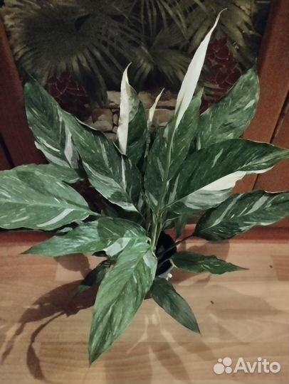 Комнатные растения