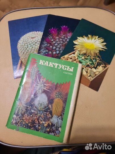 Набор открыток кактусов