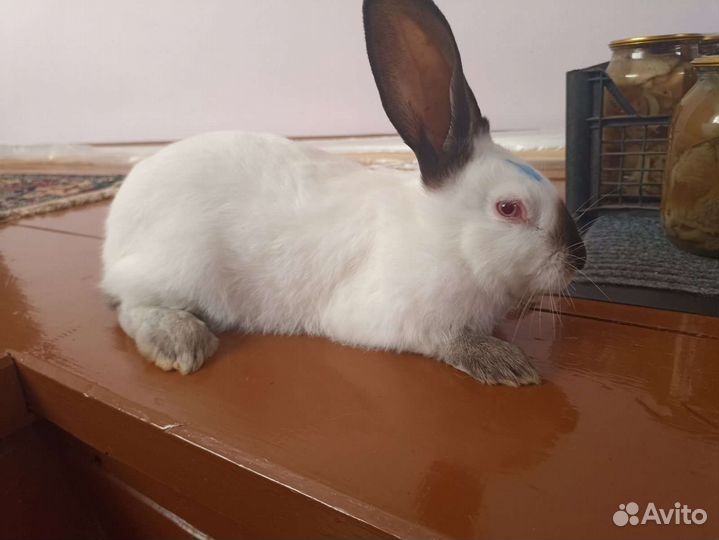 Кролчата колифорния