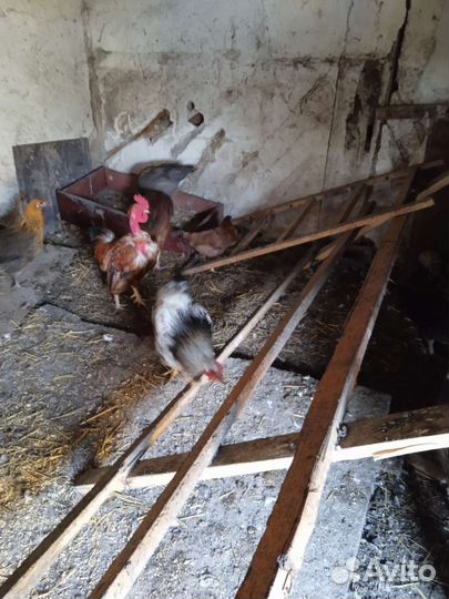 Куры молодки