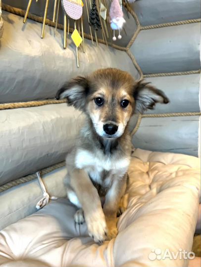 Щенки в добрые руки