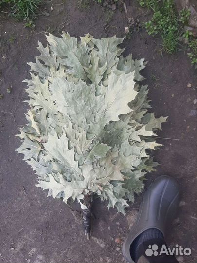 Веники для бани