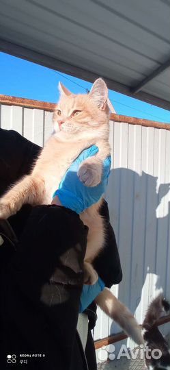 Кот в дар, бесплатно