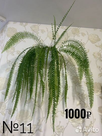 Комнатные цветы