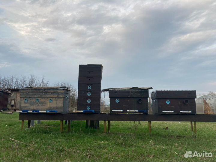 Пчелы пасека