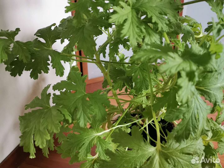 Пеларгония герань душистая