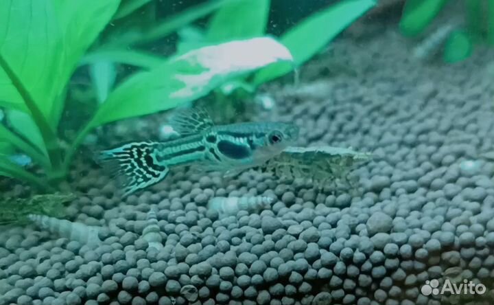 Гуппи эндлера