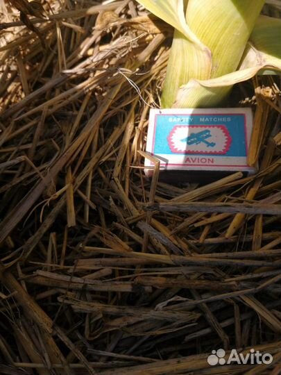 Рокамболь (головки, однозубка, детки)