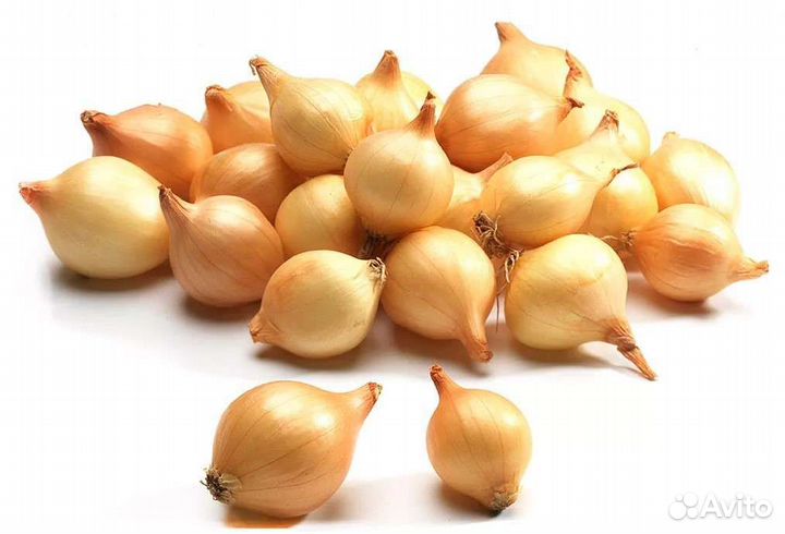 Лук севок Стурон