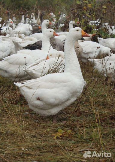 Мулард, утята, гуси