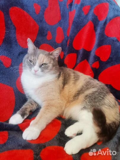 Кошка в добрые руки