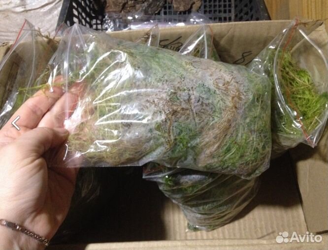 Мох сфагнум живой