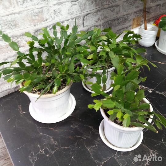 Декабристы