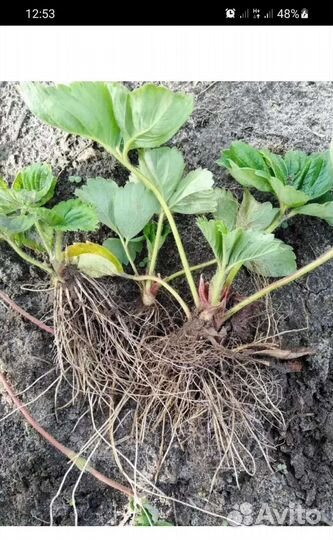 Саженцы рассада клубники крупной