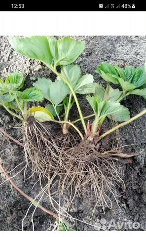 Саженцы рассада клубники крупной