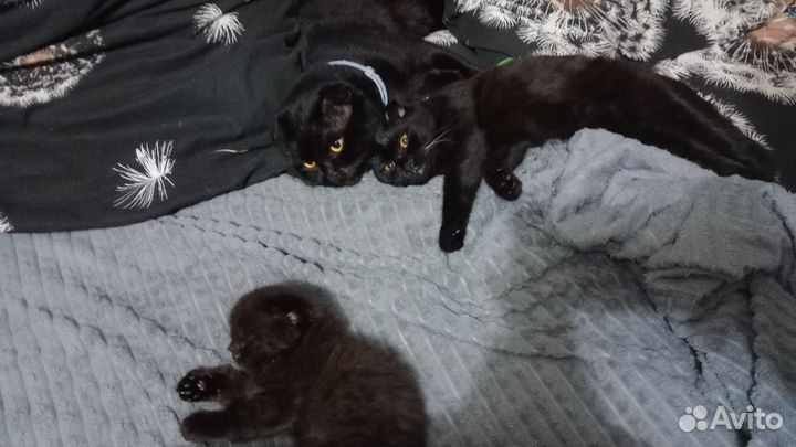 Котята черные вислоухие
