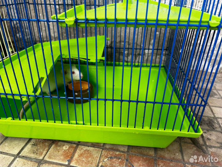 Крыса с клеткой бесплатно