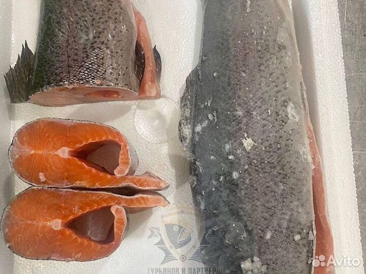 Форель килька обрезь лосося скумбрия горбуша опт