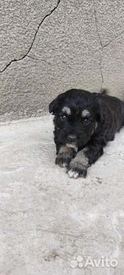 Собака в добрые руки маленькая порода