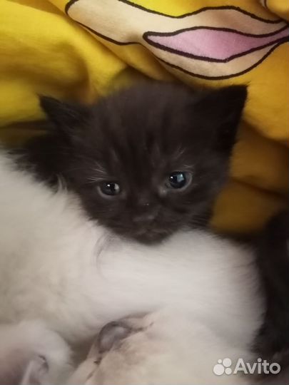 Отдам котят