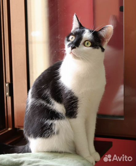 Любопытный котик Каспий