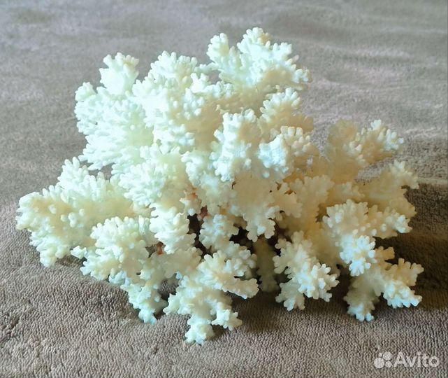 Морские кораллы