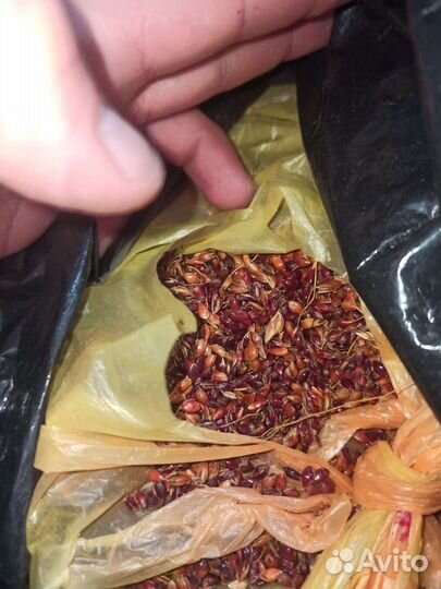 Семена венечного сарго